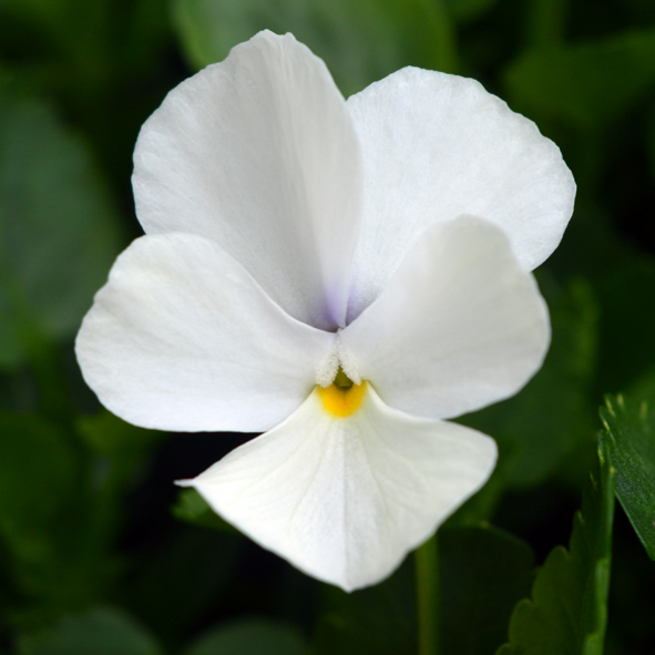 Victorian Viola White Swan